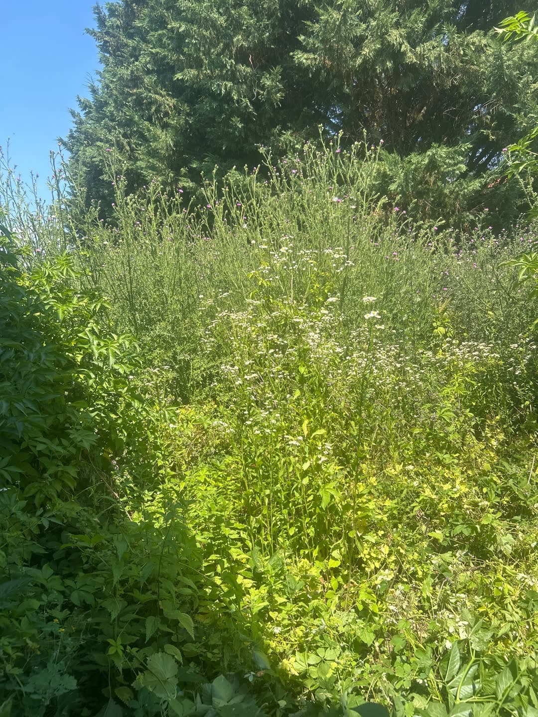 Pozemok zarastený cez dva metre — 1500 m² iba na kotúč — pred
