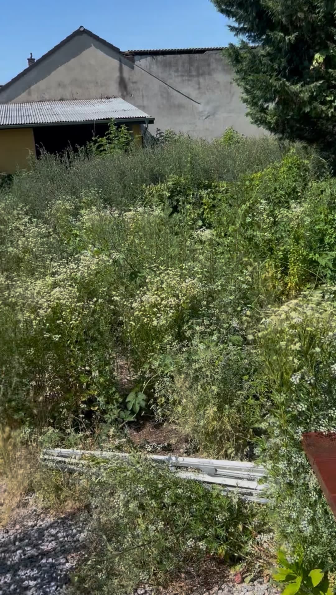 Pozemok zarastený cez dva metre — 1500 m² iba na kotúč — 3
