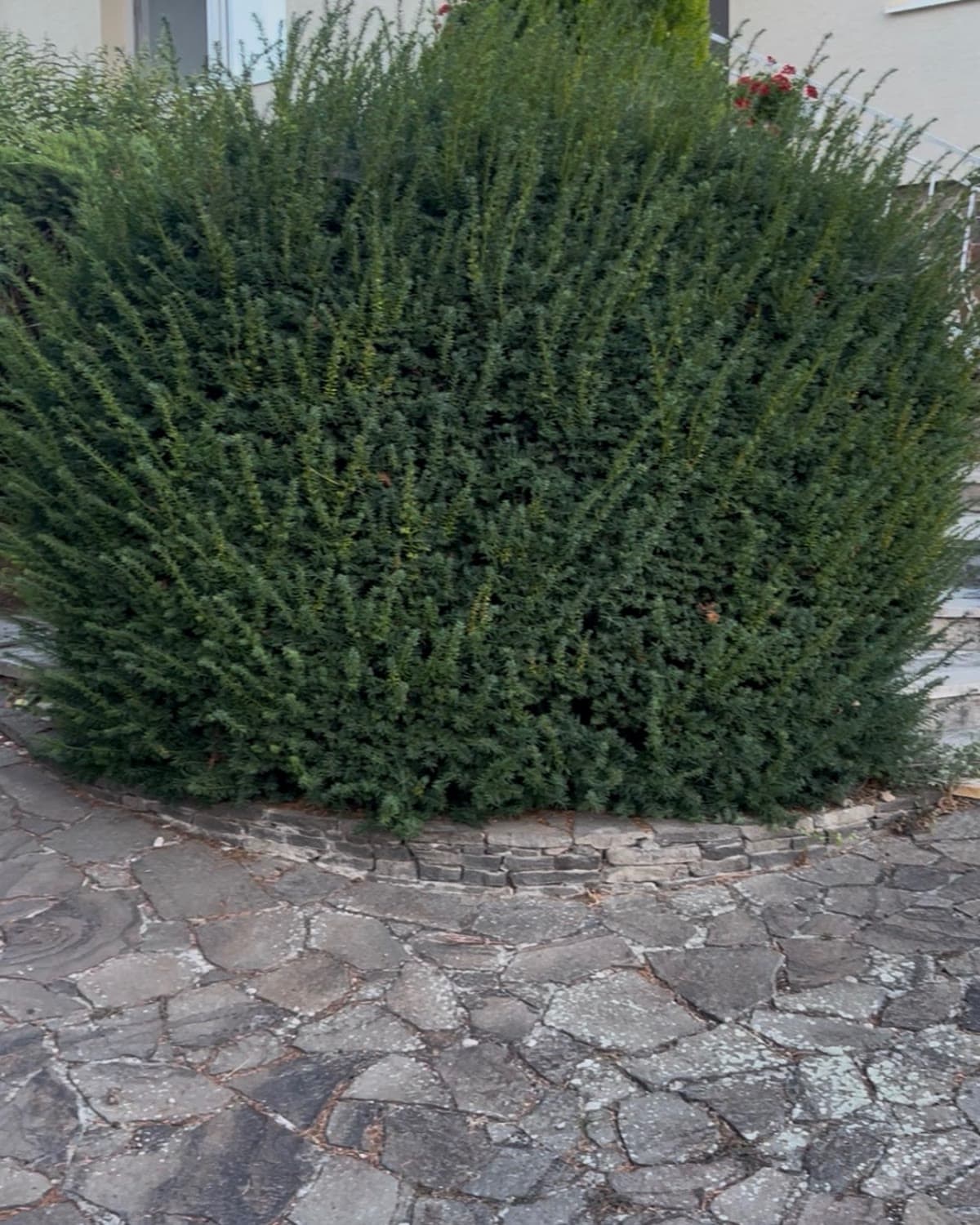 Léva: egy kertész helyett, aki akkor jött, amikor kedve tartotta — Előtte