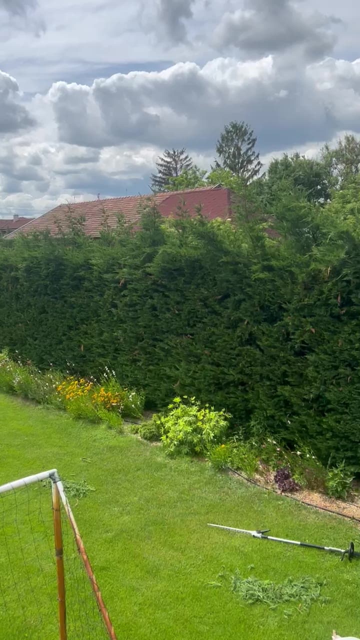 Strihanie živého plota — skrotený vrch, ostrá línia — pred