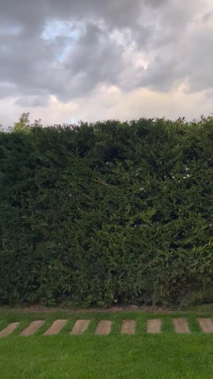 Strihanie živého plota — skrotený vrch, ostrá línia — 1