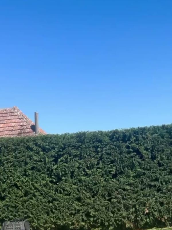 Obrovský živý plot — skrátený z boku aj z vrchu — 3