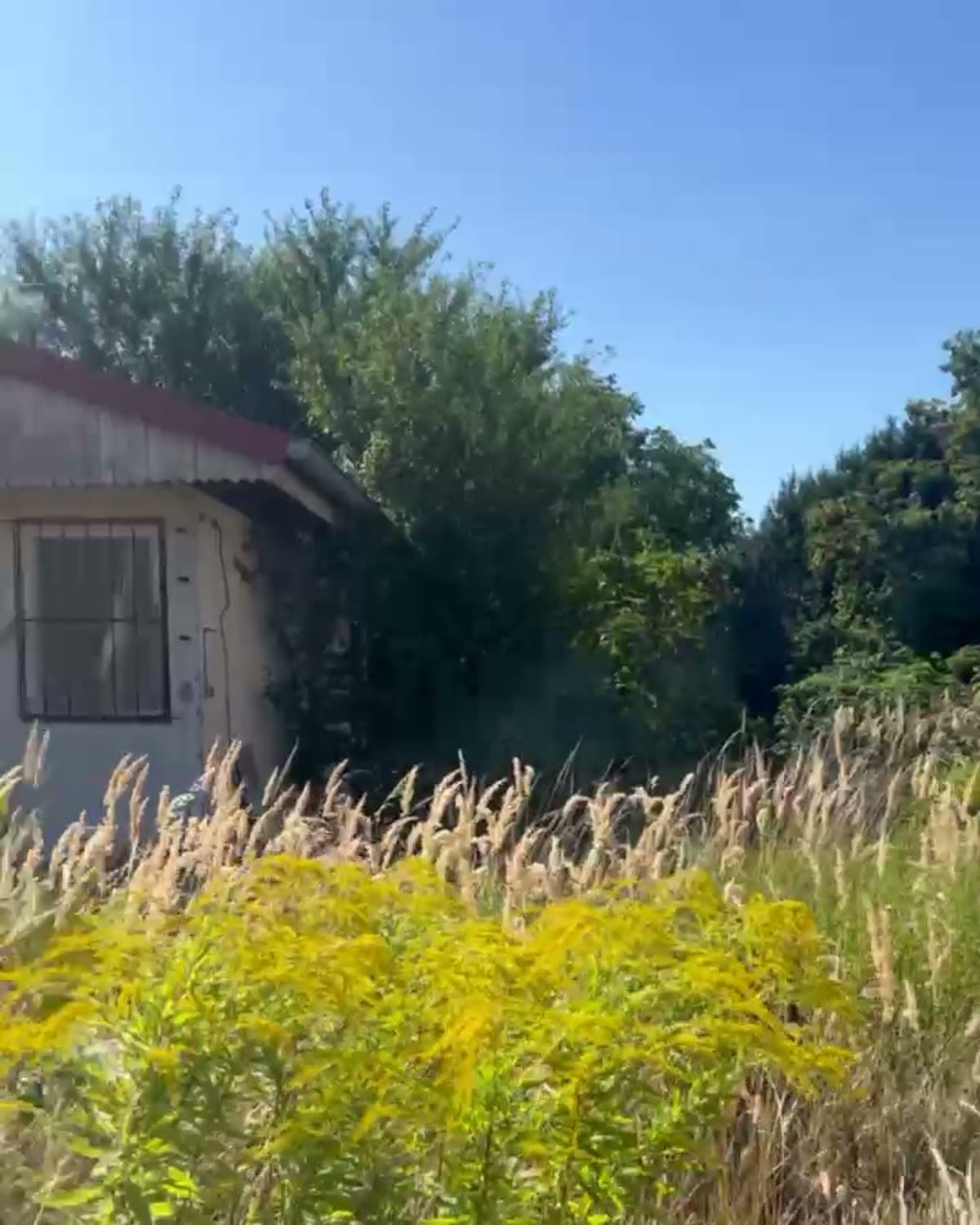 Pozemok, na ktorý sa nedalo vojsť — 1 600 m² džungle za dva dni — Pred