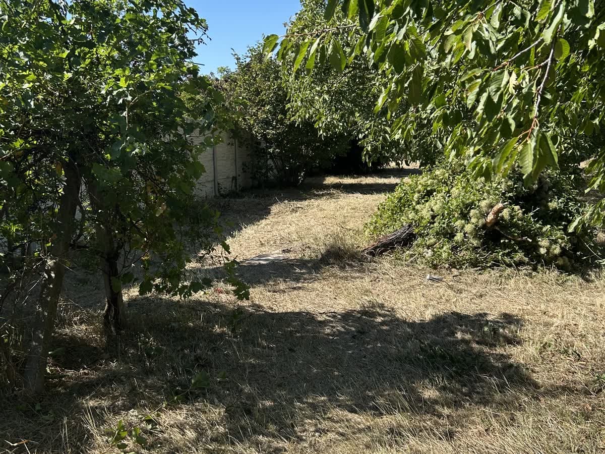 Telek, ahová be sem lehetett lépni — 1 600 m² dzsungel két nap alatt