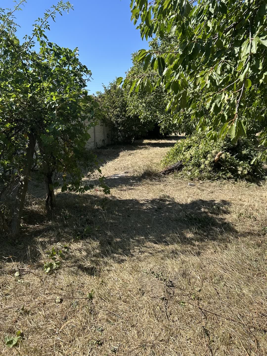 Pozemok, na ktorý sa nedalo vojsť — 1 600 m² džungle za dva dni — 4