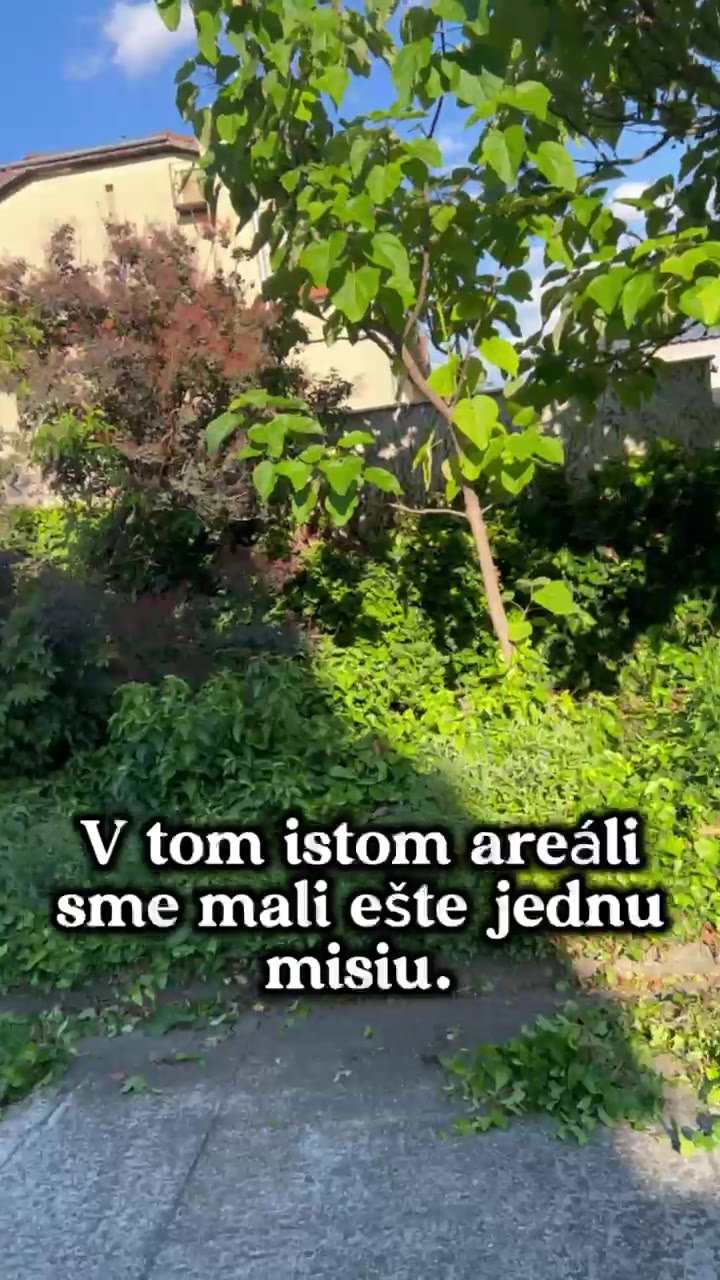 Firemný areál — skrotenie porastu