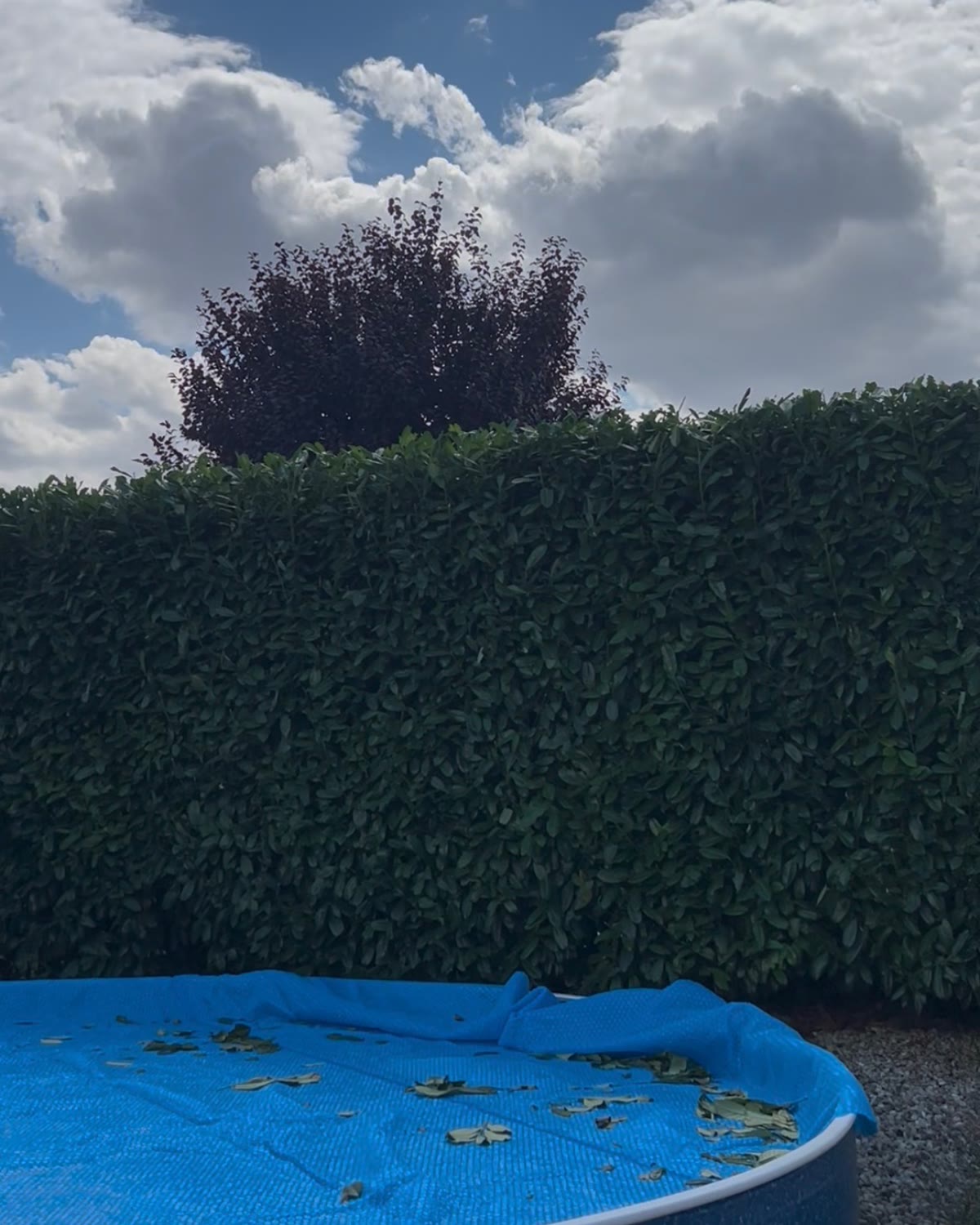 Živý plot pri bazéne — hotovo za 3 dni
