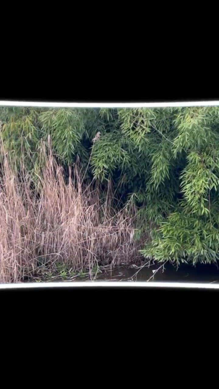Bokrok metszése