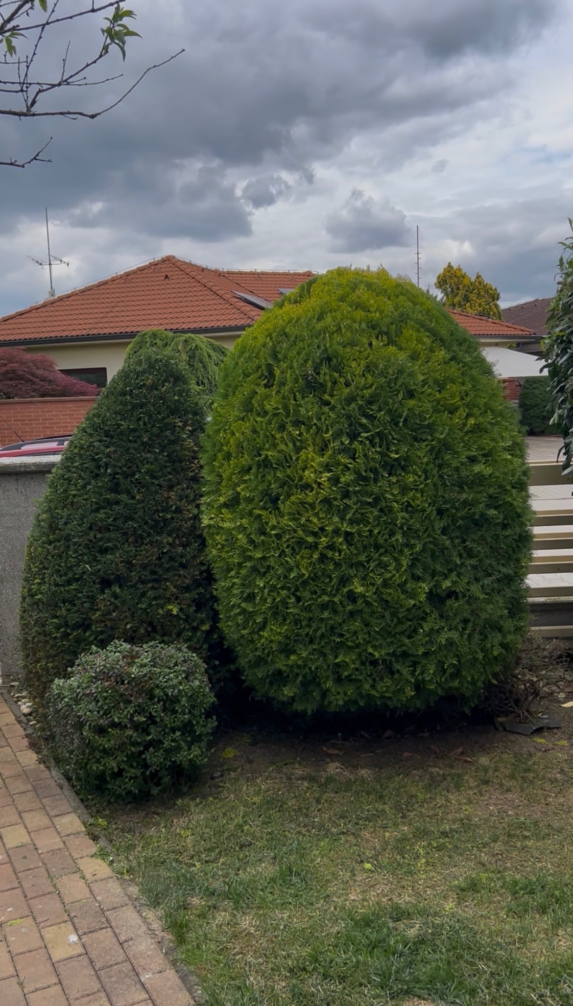 Tvarovanie krov a vertikutácia