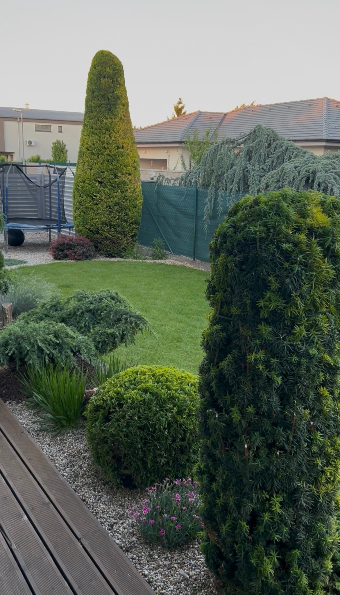 Detailný strih tují — usmernenie rastu